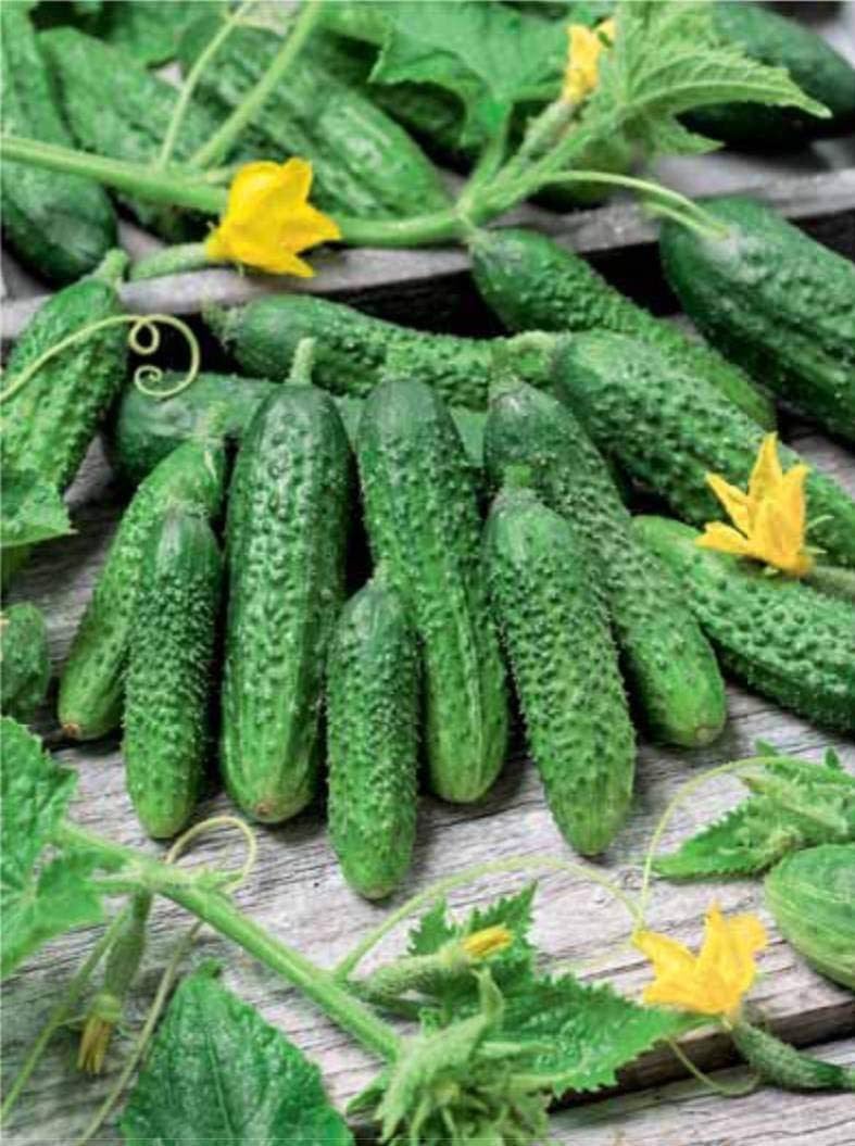 Willvine Cucumber Parisian Gherkin Pickling Heirloom Non GMO-VDI-2B-picture-17
