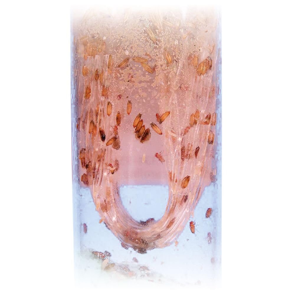 Drosophila, Flightless, Culture, Living, Vial of 25–30