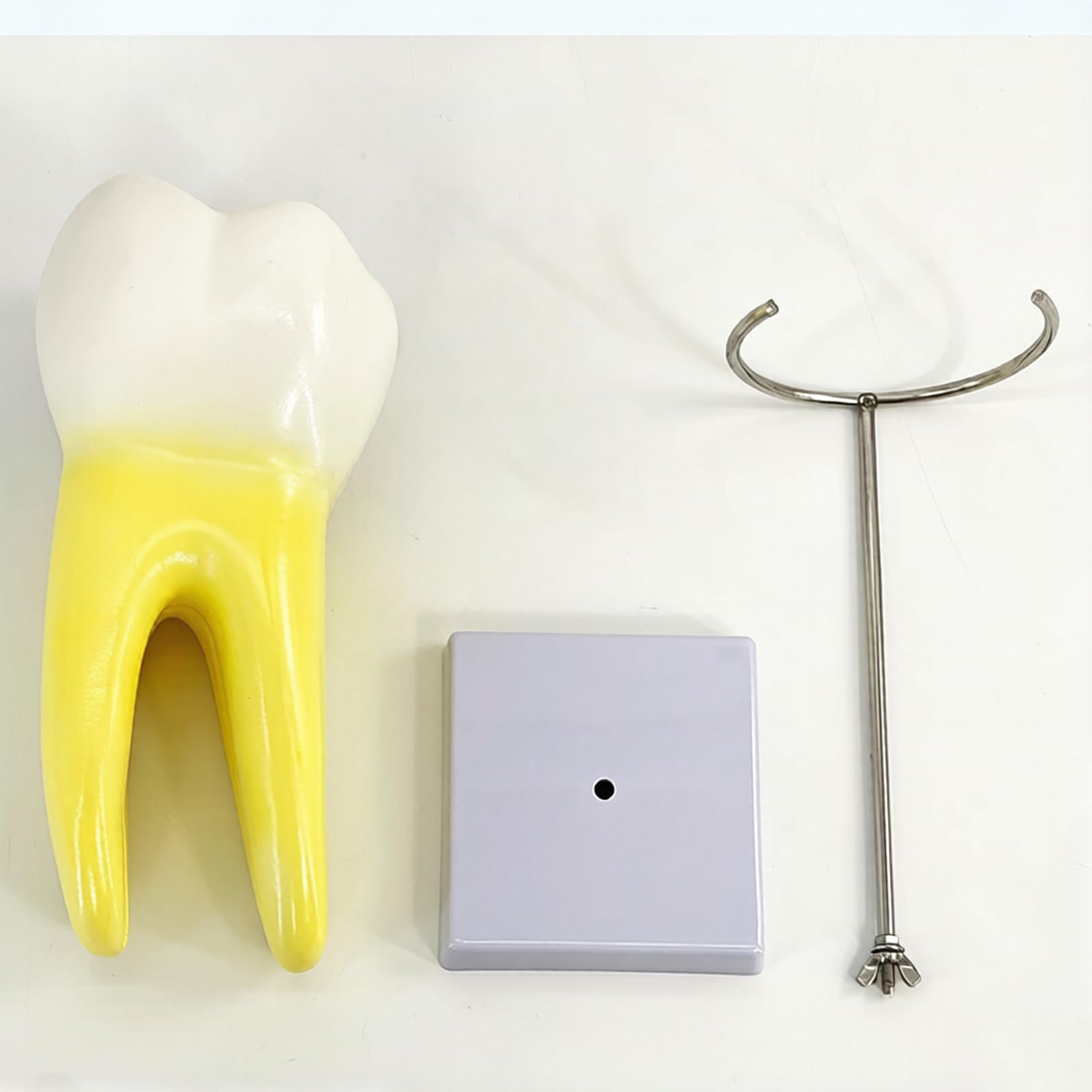 Modelo de enseñanza molar realista modelo de demostración de dientes molares en diseño de base estable para la educación de la escuela de medicina, anatomía humana