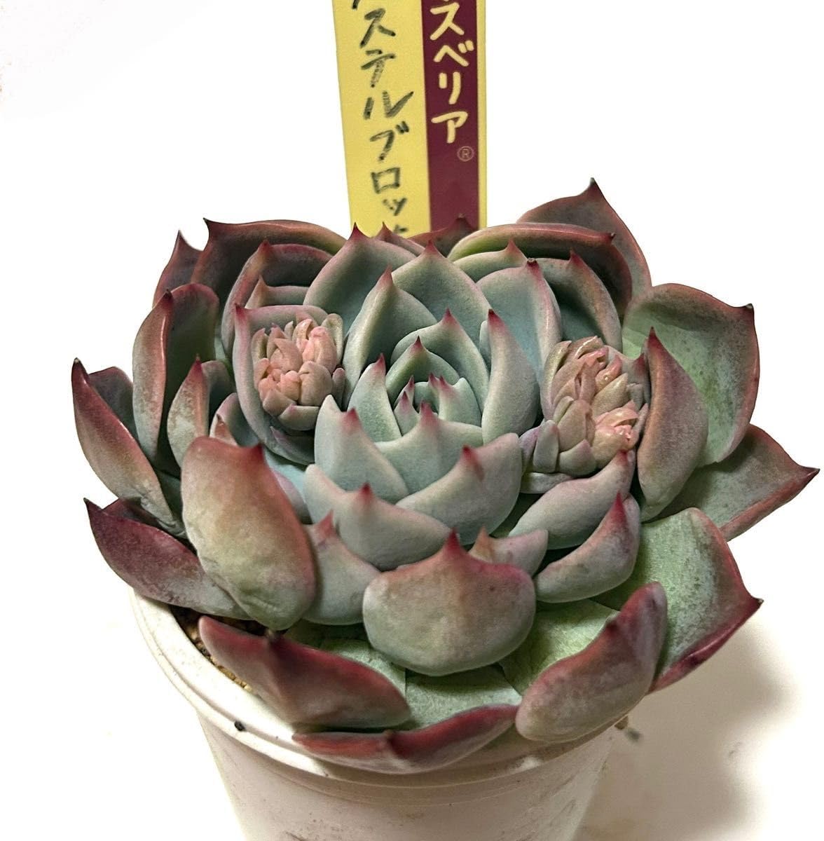 パステルブロッサム 札 抜き苗 ミックスベリア おらいさん苗 多肉植物