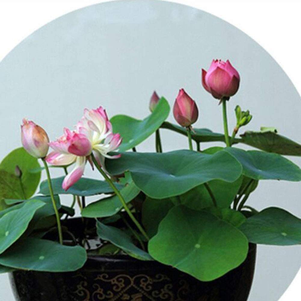 DIY- Dwarf Pot Lotus Flower 15 Seeds For Home, Office (Pink) Grow in Pot, Bowl, Tub, Soil etc/Grow in All Seasons. (B08QW8XK7Q) Amazon Price History, Amazon Price Tracker