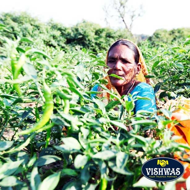 Amazon.co.jp: ケオラウォーター 200ml Kewda Water ケオラ ケオダ