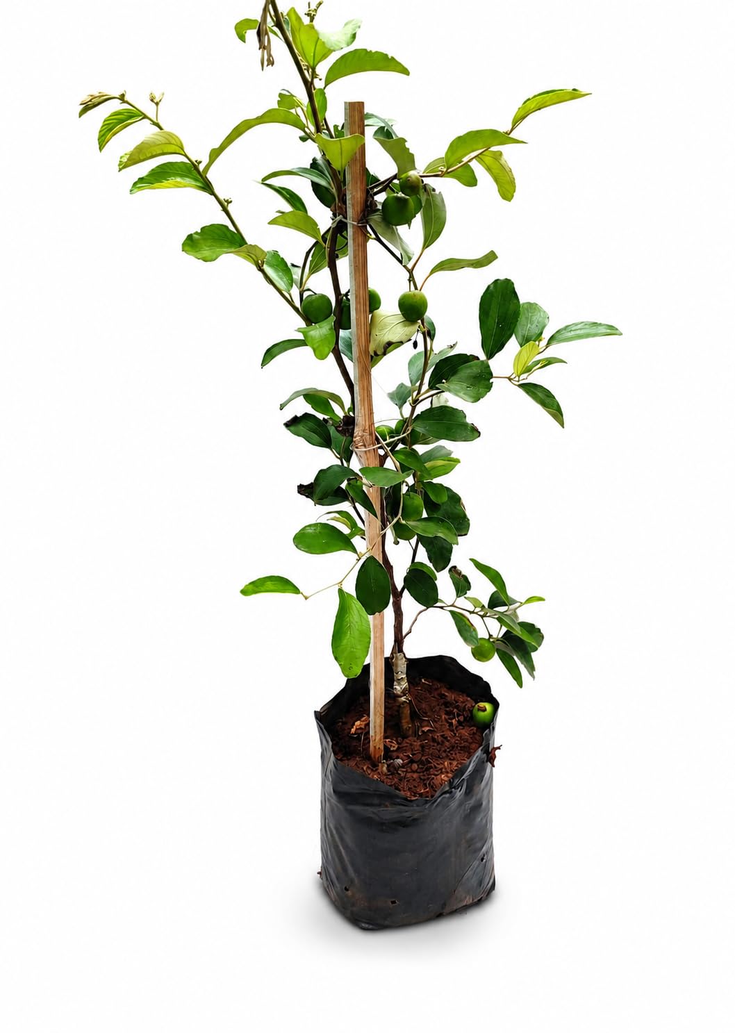 MITTIKA NURSERY| Grafted Red Kashmiri Apple Ber Plant| Thailand Variety Live Fruit Plant| Fast Growing Red Jujube Plant for Home Garden| Terrace & Balcony (2, feet)-image-35