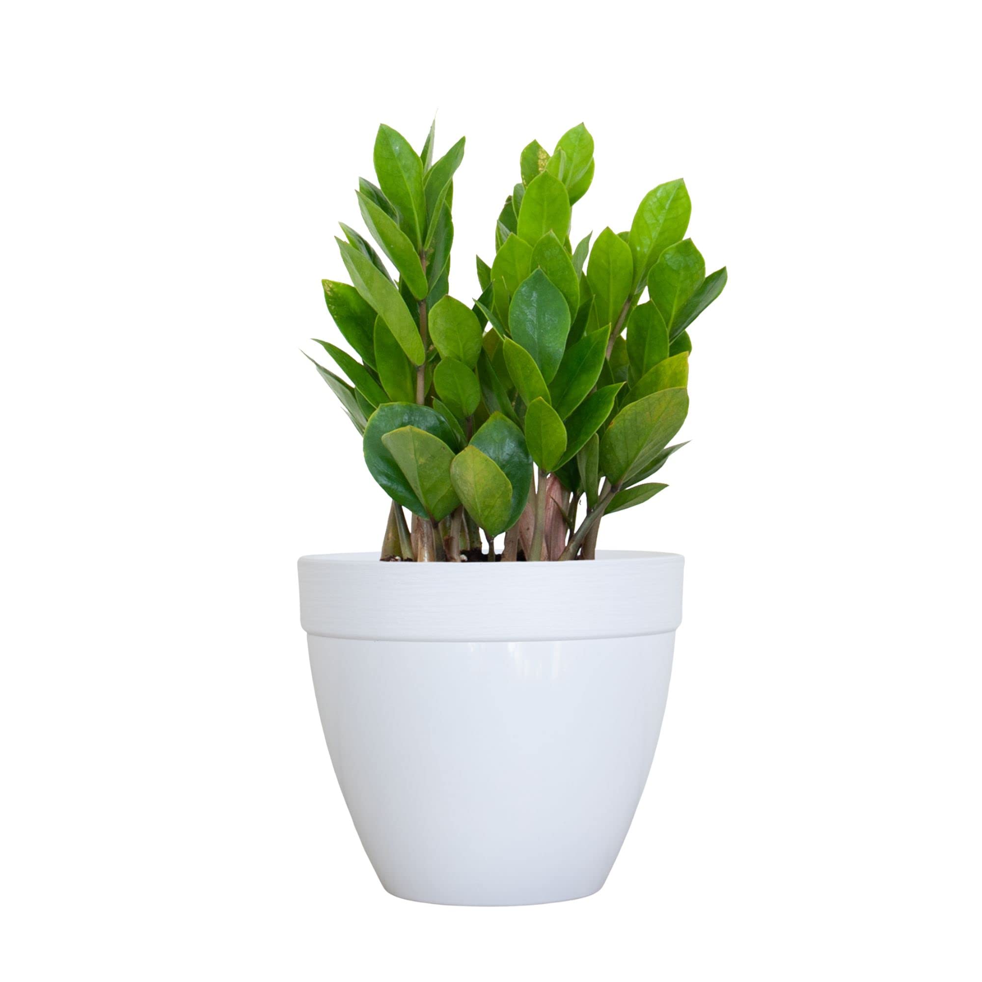 plants mania　THE SIDE UP BOX plants mania THE SIDE UP BOX plants mania THE SIDE UP BOX I