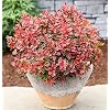 Berberis Thunbergii Admiration Garden Plant 15-20 cm