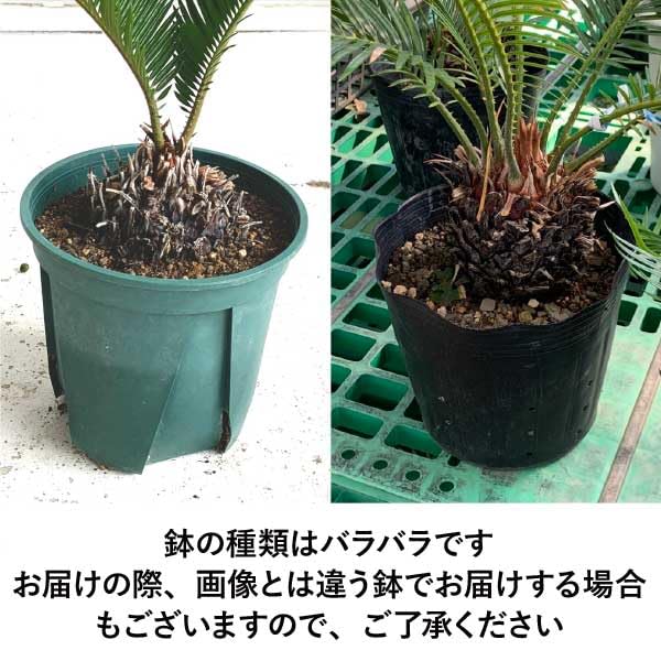 Amazon｜［生産者直送］ソテツ 樹高約30cm 鉢植え 人気 常緑低木 南国 