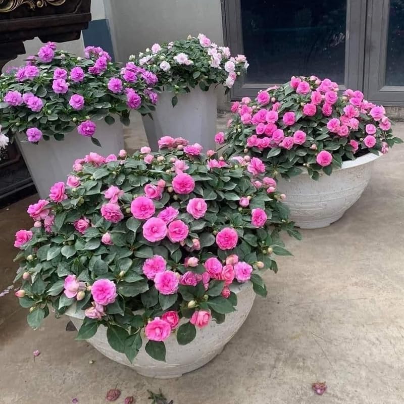 Set 2 Pink Double Impatiens Live Plants - 4-6 Inch Tall Starter Plants, No Pot, Colorful Shade Flowering Bedding Plants for Garden, Patio, Containers