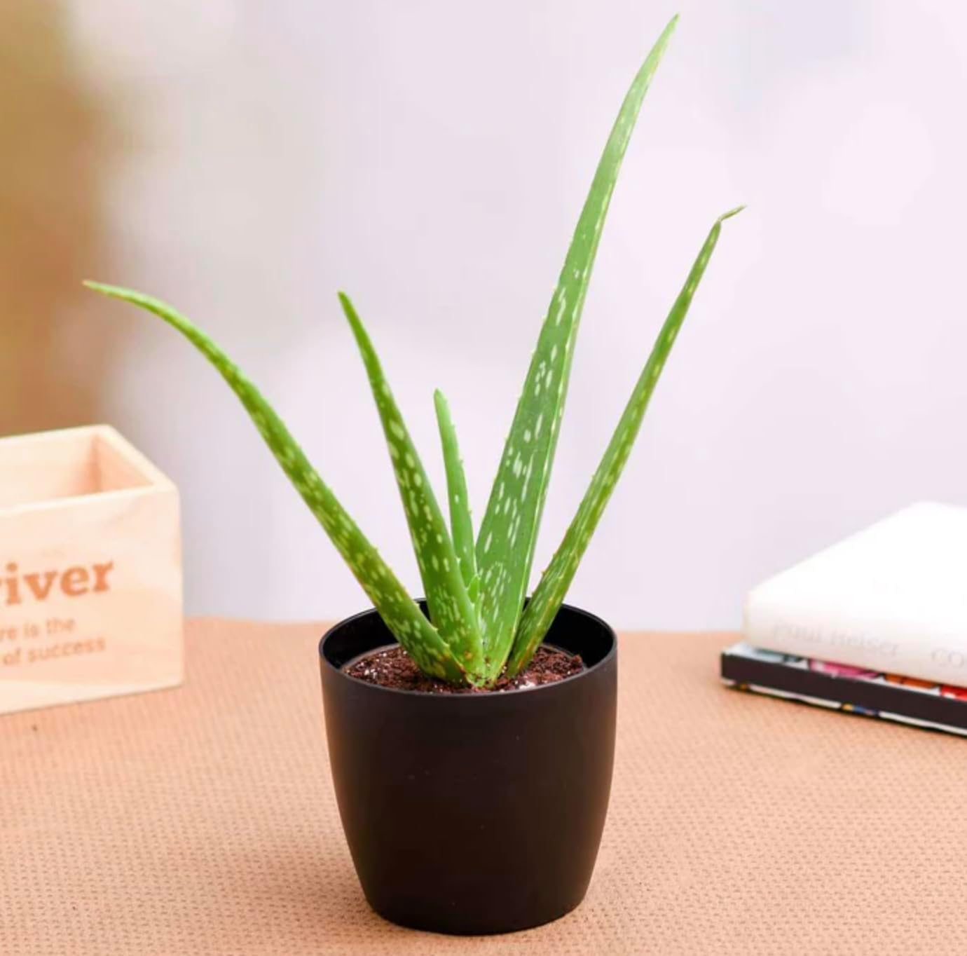 Bloom & Beyond Aloe Vera, Live Succulent Plant, Easy Care Indoor Houseplant in Modern Décor Planter, Room Air Purifier, Tabletop, Office, Desk or Home, Birthday, Gardening Gift California delivery