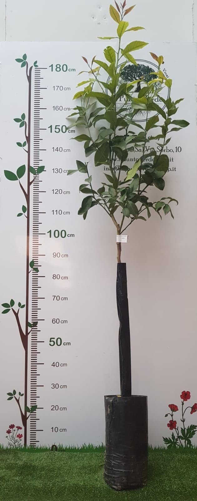 Pianta di Limone Sfusato Amalfitano in Fitocella - Pregiato e Profumato