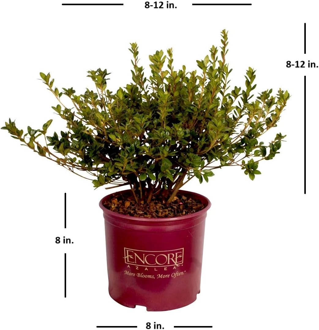 Encore Azalea Autumn Cheer (1 Gallon) Pink Flowering Shrub - Full Sun Live Outdoor Plant