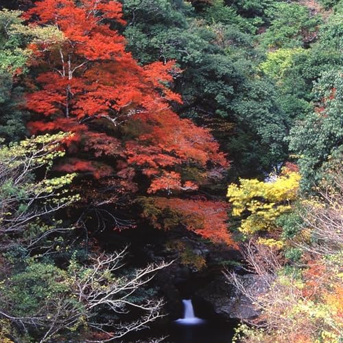 ⑯椎葉ユウと感じる『椎葉村紅葉速報20251110』