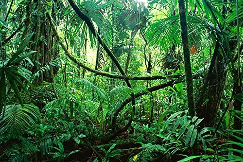 PP1 Reptile Habitat, Terrarium Background, DEEP in The Jungle - 24 Tall x 36 Wide