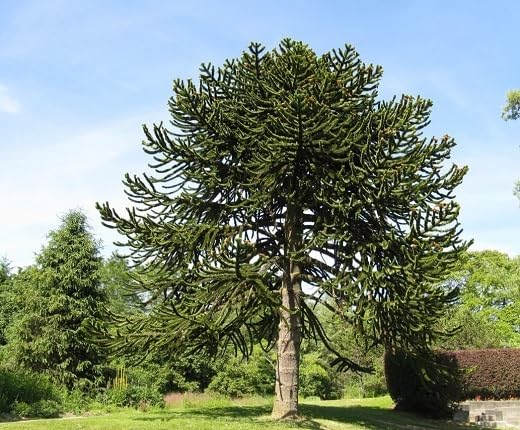Semillas de árbol de araucaria 50 piezas verde