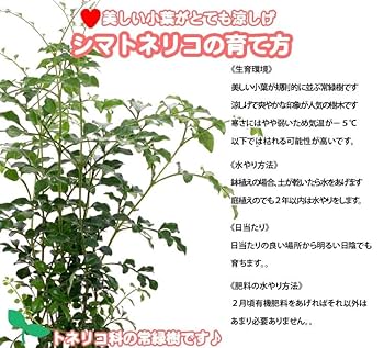 シマトネリコ　植木　常緑樹 シマトネリコ 常緑樹／高木 | 株式会社Grove