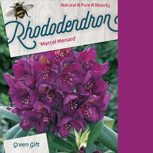 Rododendro 'Marcel Ménard' 40–50 cm Vaso – Rhododendron 'Marcel Ménard' – Fioritura viola