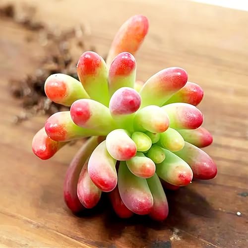 Miniatura 8 de Plantas suculentas variadas finas vivas (más de 20 variedades de envío de raíz desnuda)  Suculentas de roseta con raíces saludables para jardinería