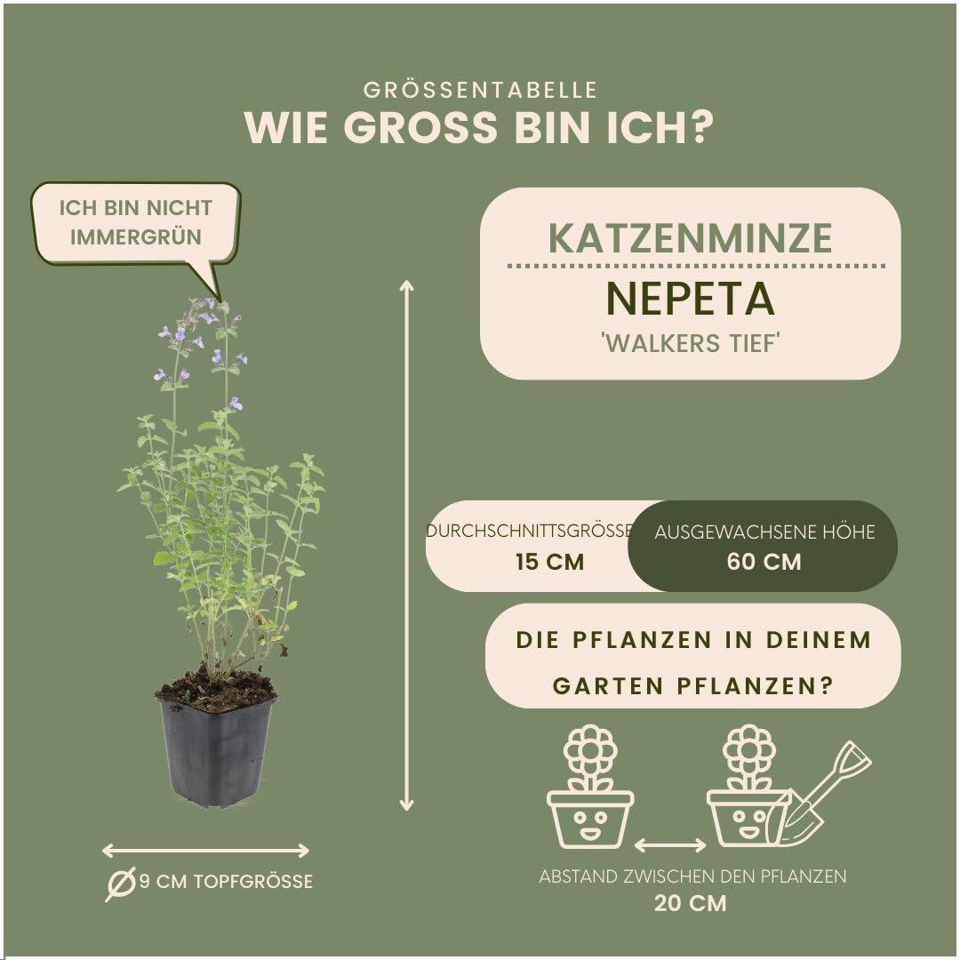 Plants by Frank | 6 Katzenminze Pflanzen | Nepeta 'Walker's Low' | Bodendecker Winterhart Mehrjährig | Stauden | Dunkelviolette Blütenfarbe | Bienenfreundlich | Gartenpflanzen