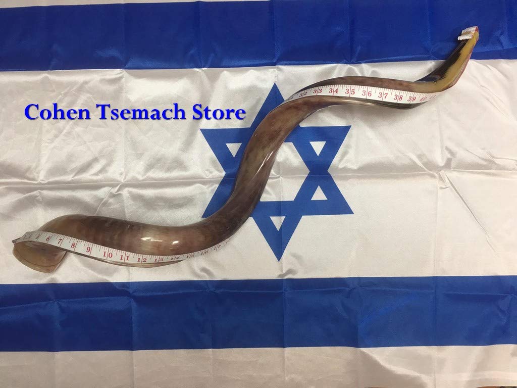 Kudu Yemenite Schofar Horn (voller poliert ca. 88,9 cm – 91,4 cm Judaica Israel