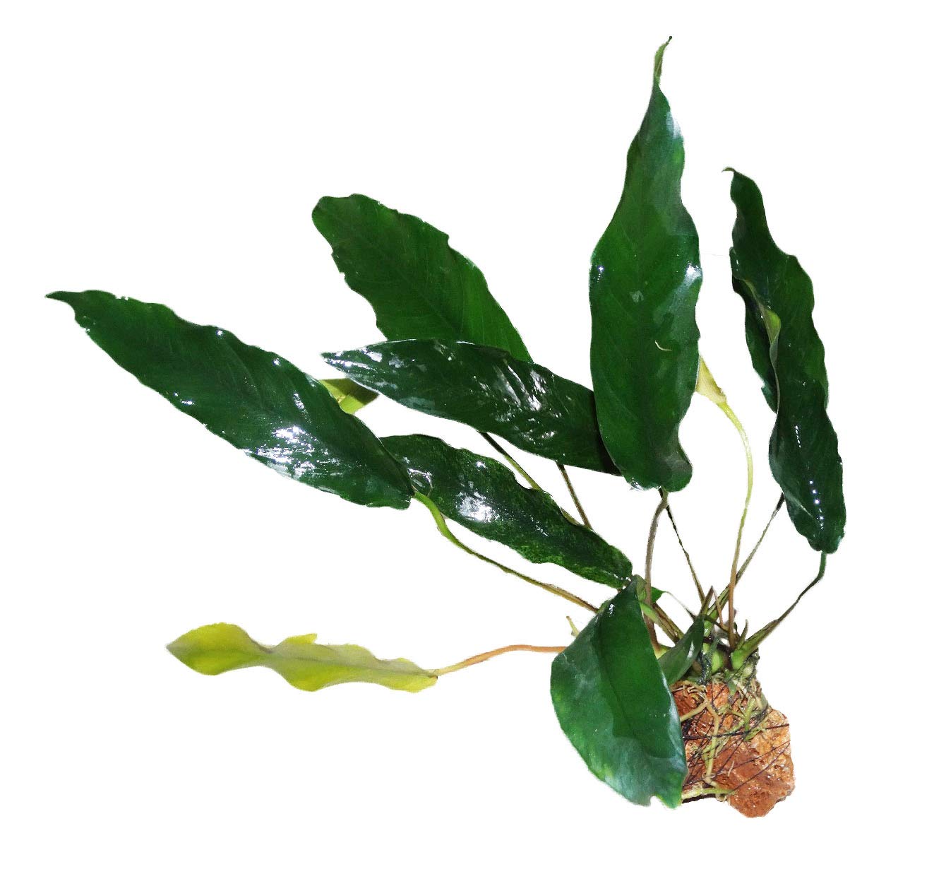 Maalavya Live Aquarium Aquatic Plant Anubias Minima (Anubias Minima on wood rock)