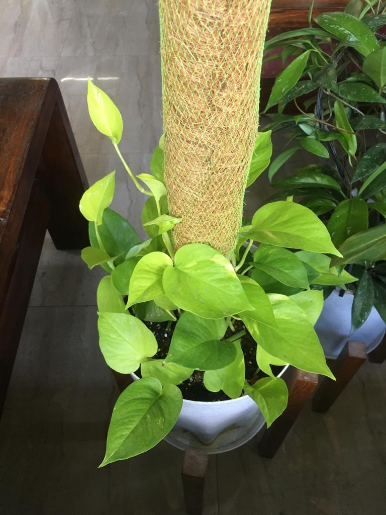 Moss coir plant support stick coco pole 4 feet (121 cm) Length 8 pieces Coir Moss Stick