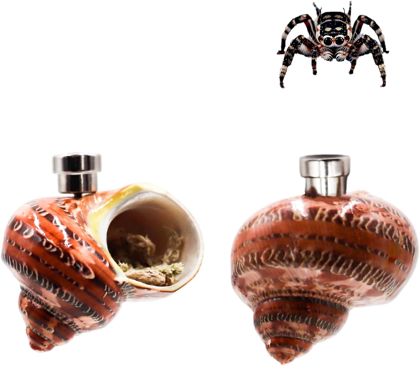 Jumping Spider Enclosure Accessories, 2 Pack Conch Jumping Spider Hideout with Magnet and Moss, Jumping Spider Hide, Jumping Spider Accessories