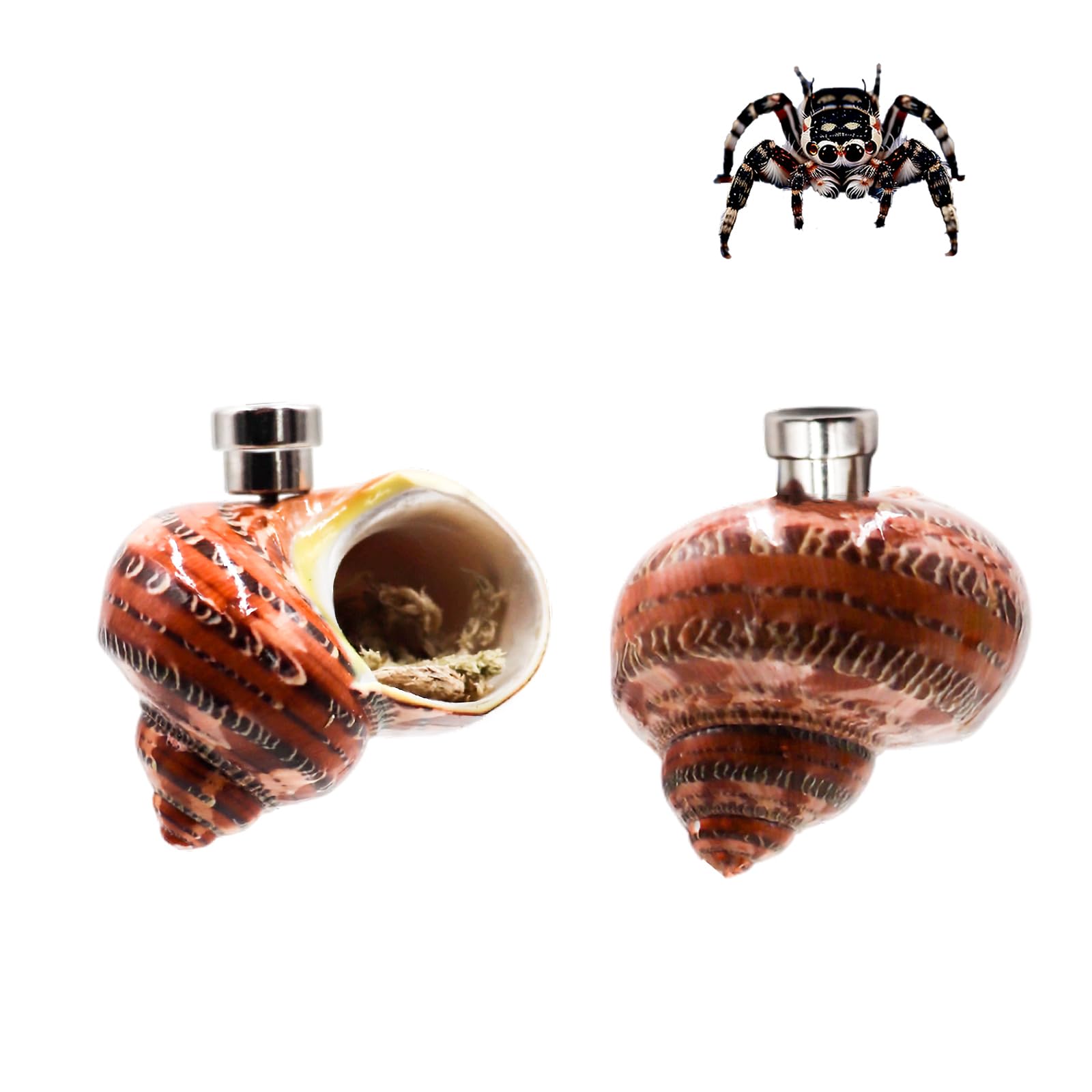 Jumping Spider Enclosure Accessories, 2 Pack Conch Jumping Spider Hideout with Magnet and Moss, Jumping Spider Hide, Jumping Spider Accessories