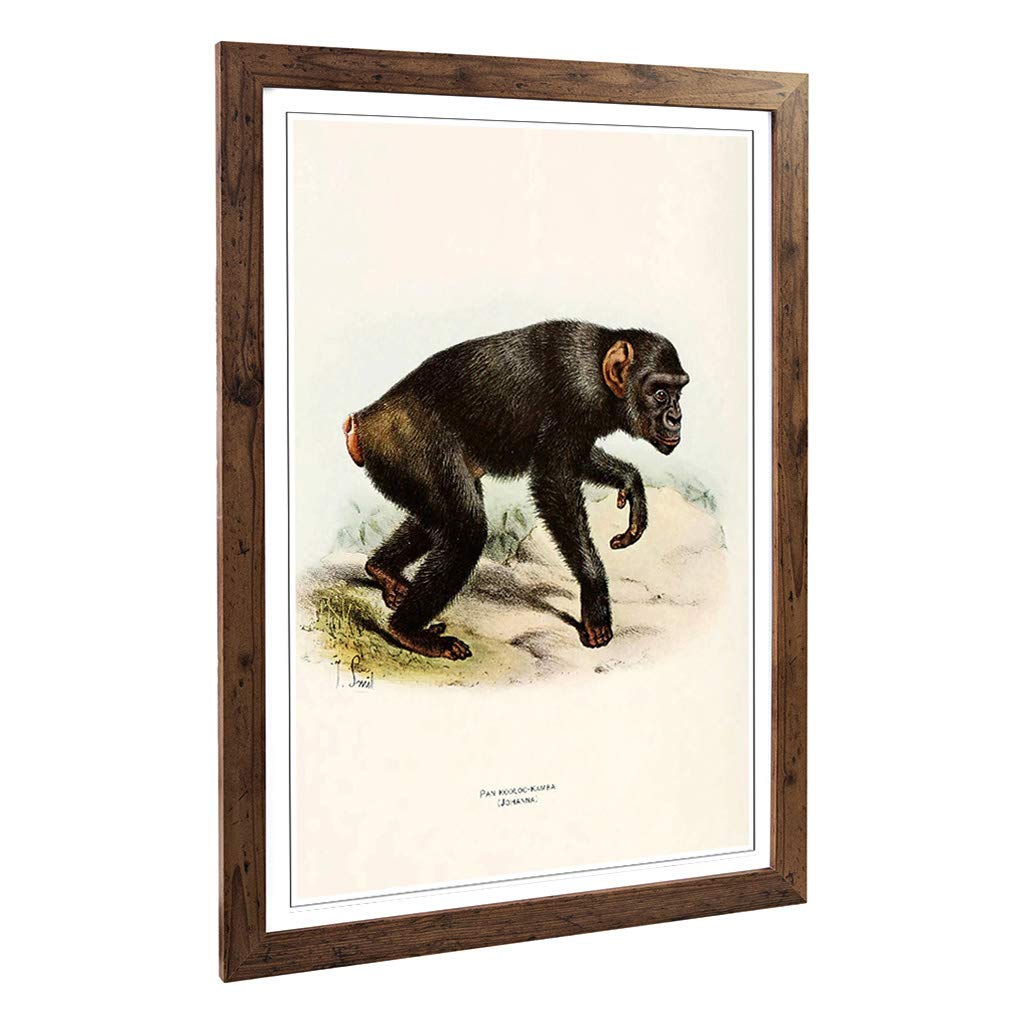 Big Box Art Framed Print of Vintage Smit. Joseph Kooloo Kamba Design | Wall Art Picture | Home Decor for Kitchen, Living Room, Bedroom, Hallway, Walnut, A2 / 24.5x18 Inch / 62x45cm
