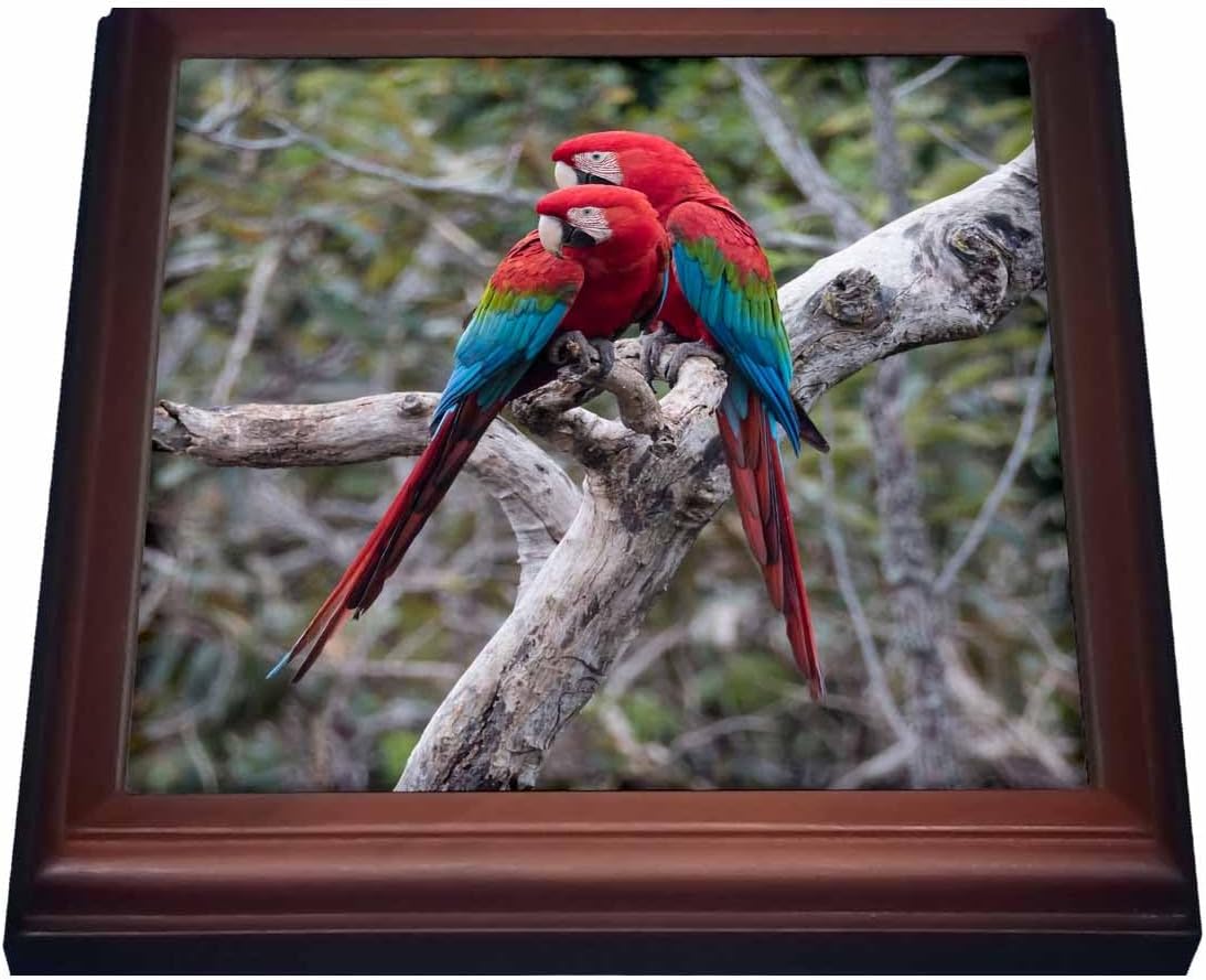 3dRose Trivet with Tile, 8 by 8-Inch, Brown