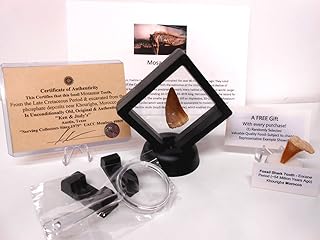Genuine Ancient Mosasaur Huge Dinosaur Tooth Fossil from Near Khourigba,Morocco, N.Africa with Free Floating Frame Display Case, Acrylic Stand & COA Bundle