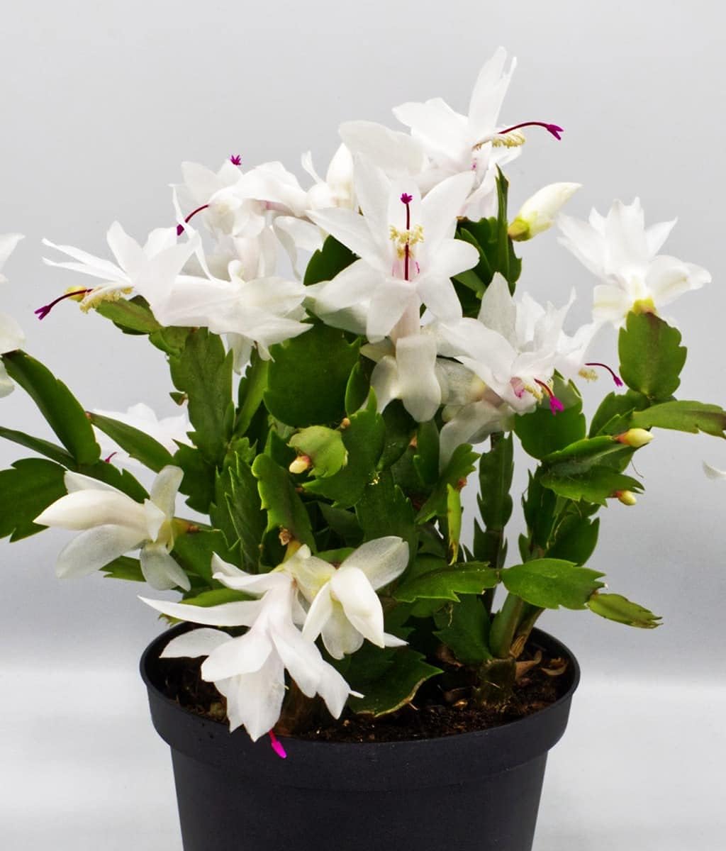 White Christmas Cactus Plant in 6" Pot |Zygocactus | Holiday Seasons