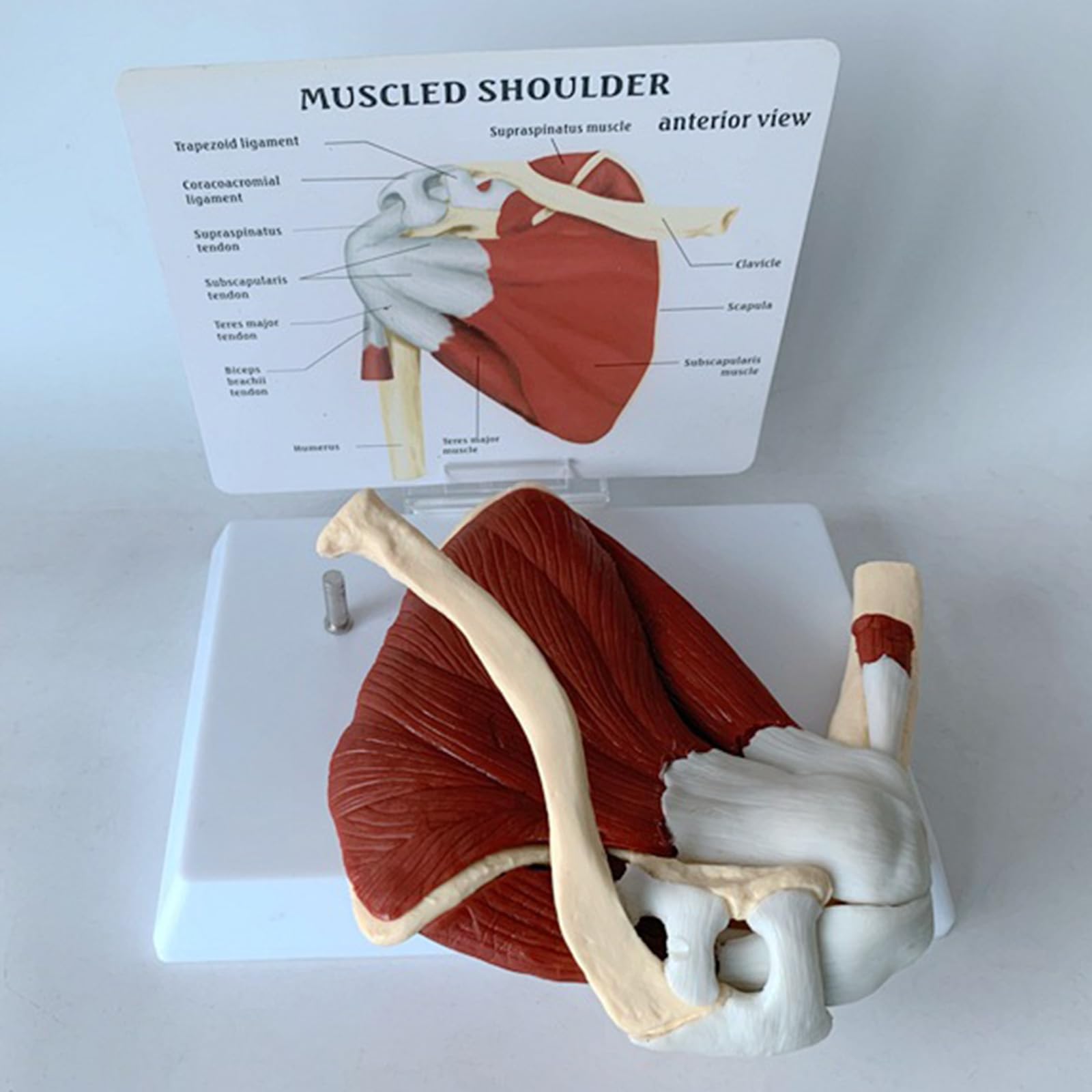 Model Ludzkiej Łupki Przyłączonej Do Mięśnia Klawiarki, Model Anatomii Szkieletu, Naukowo Precyzyjny Medyczny Materiał Dydaktyczny