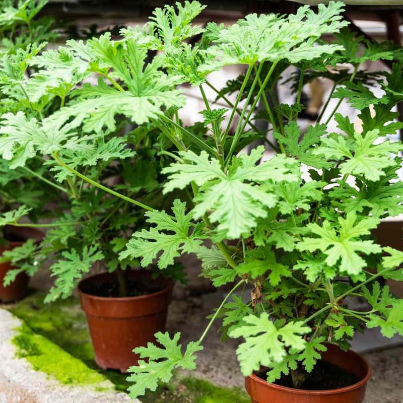 4 Citronella Plants Live, Citronella Geranium Plants, Hardy Perennial Fragrant Herbs, 4-8" Height, Garden or Patio Planting, in Pots