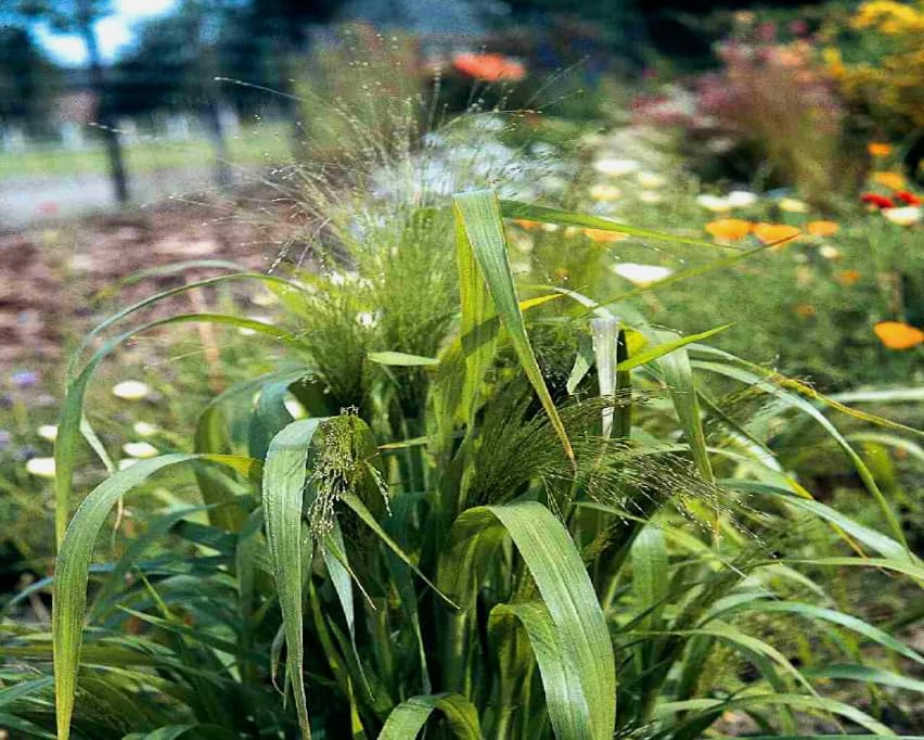 1 Pack of 1500 SEEEDS Love Grass - Eragrostis elegans - Ornamental Grass