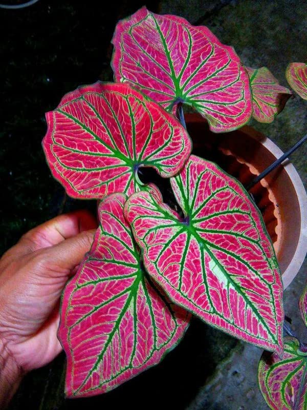 Ritz Farming� Imported Caladium Multicolor Flower Bulbs For Gardening (Pack Of 4 Bulbs)-image-37