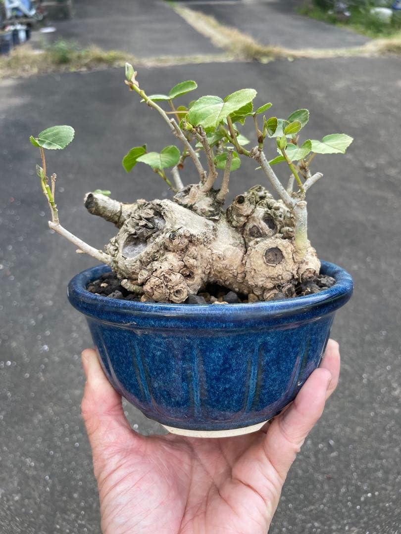 Amazon｜オオハマボウ 沖縄盆栽｜観葉植物 オンライン通販