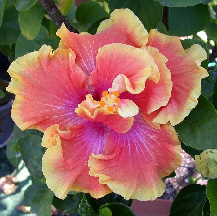 Outdoor Ornamental Hibiscus – Vigorous Rootstock – Large, Double Blooms – Perfect for Balconies and Courtyards/that Grow Fast/Golden Jade Carving-3 Root-J