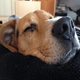 Dog Sleep Music