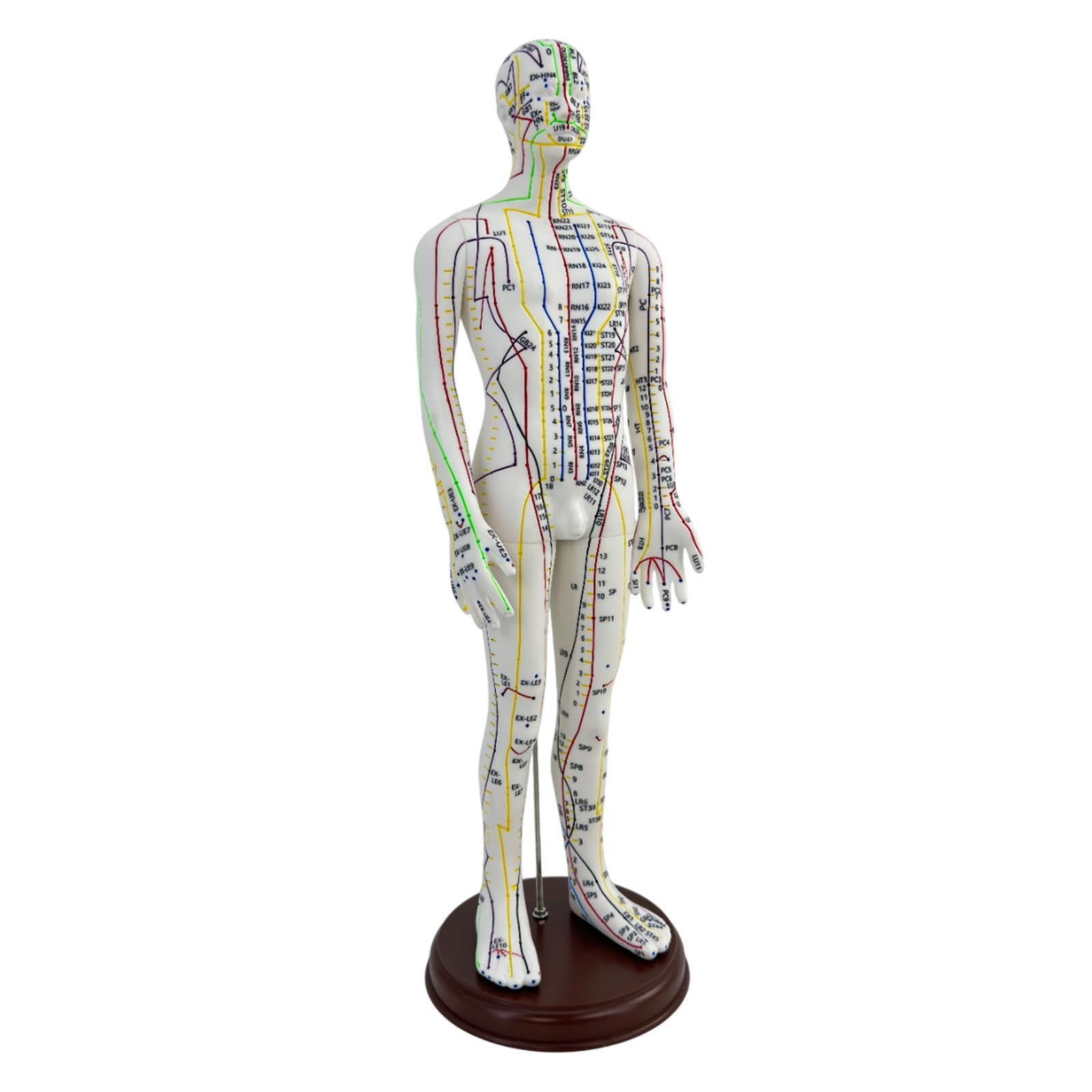 Amagogo Modello di agopuntura corpo umano 54cm PVC professionisti punti inglesi Maschio