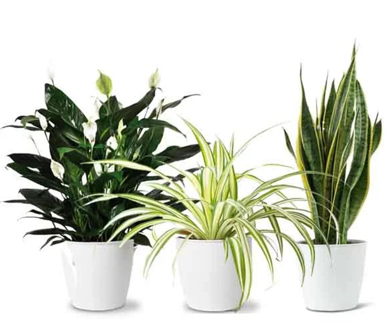 3 x Air Purifying Plants Spider Plant Chlorophytum, Spathiphyllum Peace Lily, Snake Plant Sansevieria Laurentii in 10-12 cm pots