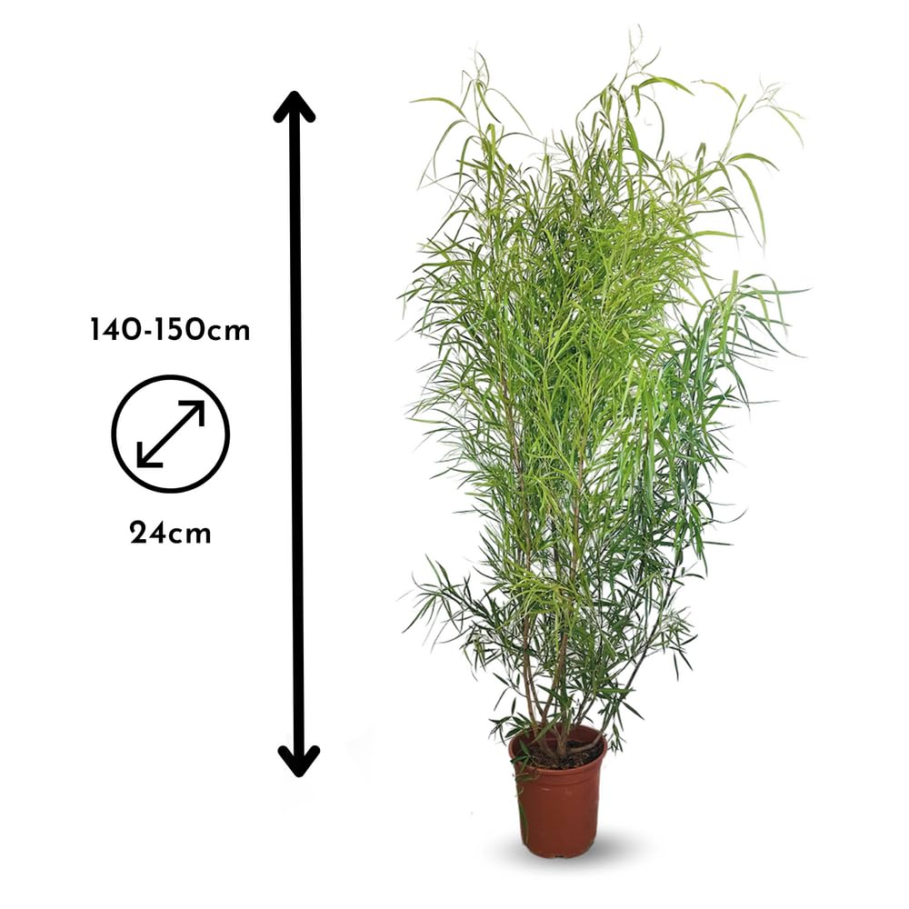 Rhus viminalis 100-110 cm ⌀ 24 cm bambou non traçant plante d'extérieur