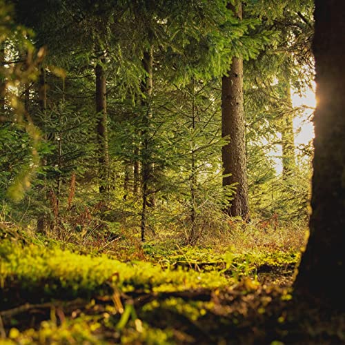 Linearwave, itssvd & DELOUN