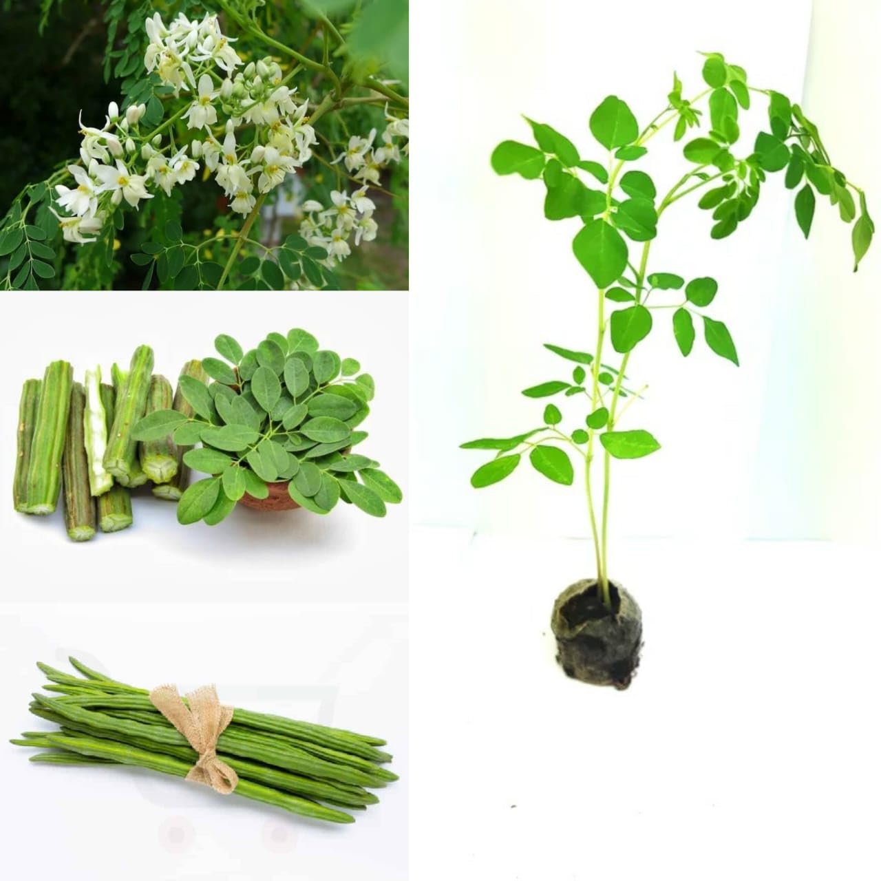 Live Hybrid Sahjan/Drumstick/Moringa Oleifera Medicinal Plant Garden Muringa Healthy Plant Height 1-1.5 FT (In Just 1.5-2 Years U Gets Fruits) (B0CK2R1H1T) Amazon Price History, Amazon Price Tracker
