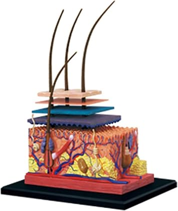 4D Human Skin Model,Hair Layer Skin Structure Study Model,19 Parts Skin Tissue Anatomical Teaching Tool,Assembly Model