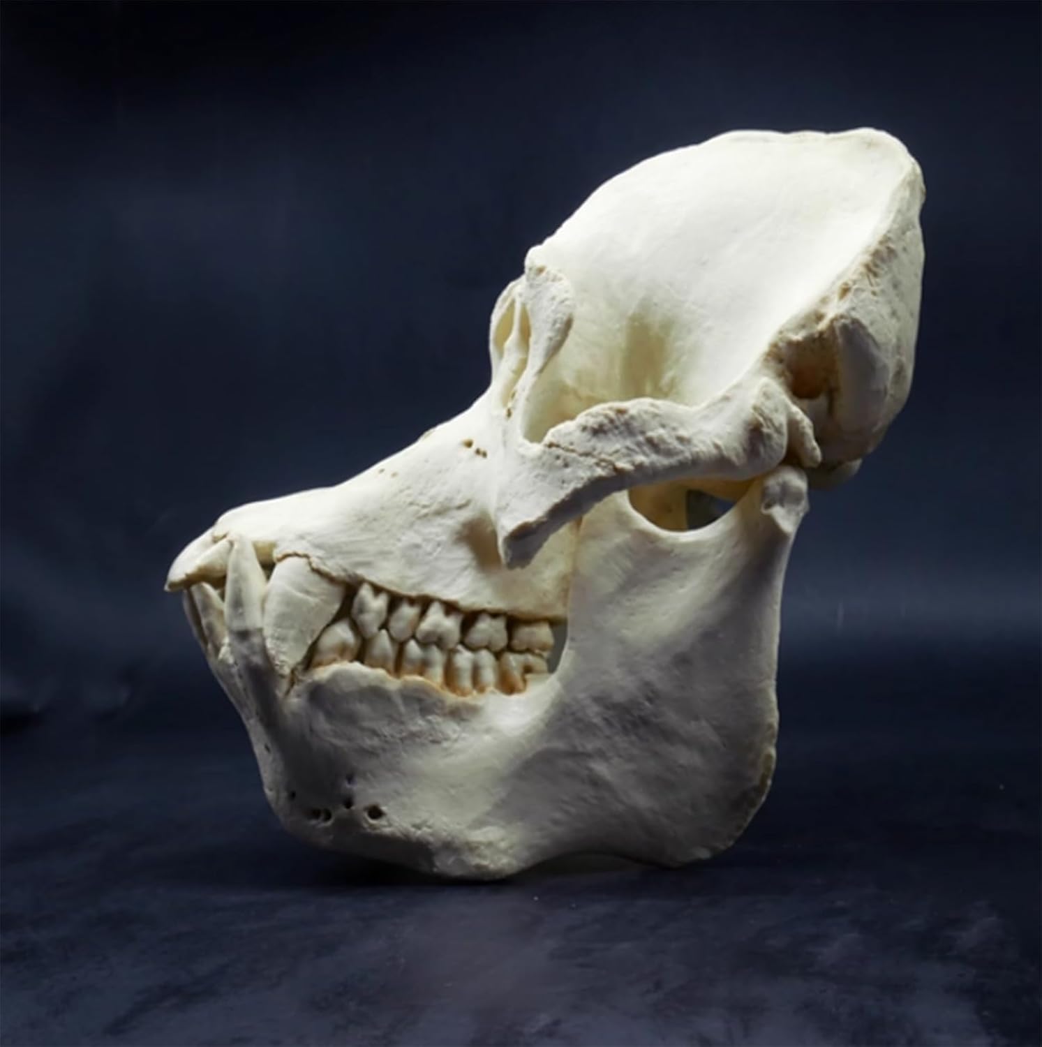 Sumatran Orangutan Skull Model Animal Skull Model for Home Decoration,1: 1 Replica Skull Zoo Skull Specimen,for Science Education,Teaching, and Study22*24.6cm