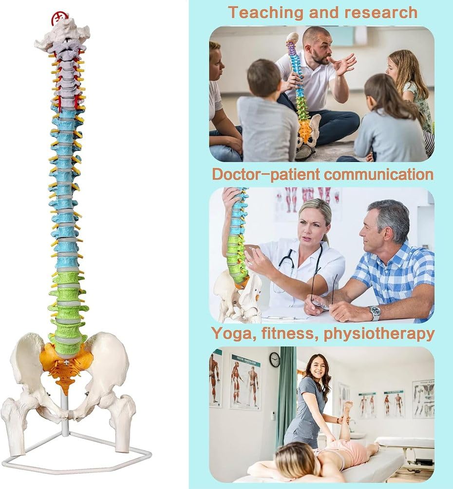 Modelo de columna vertebral humana de tamaño real, médula espinal anatómica de 34.6 pulgadas con soporte, codificado para regiones cervical, torácica, lumbar para estudiantes de medicina y