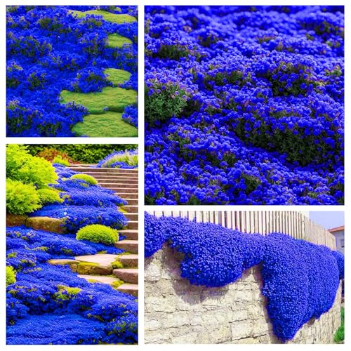 Magic Creeping Thyme Seeds for Planting - 16500PCS Thymus Serpyllum Heirloom Seeds Ground Cover Plants