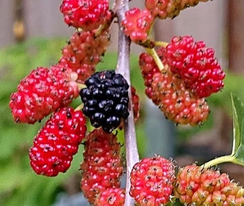 5 Red Mulberry Trees - 6-12" Tall Live Plants - Berry Fruit Shrubs/Bushes - Morus rubra - (5 Pack)