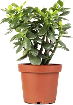 Gardenbox Crassula Ovata Para Çiçeği Dekoratif Canlı İç Mekan Bitkisi, 15-25 cm, Yeşil