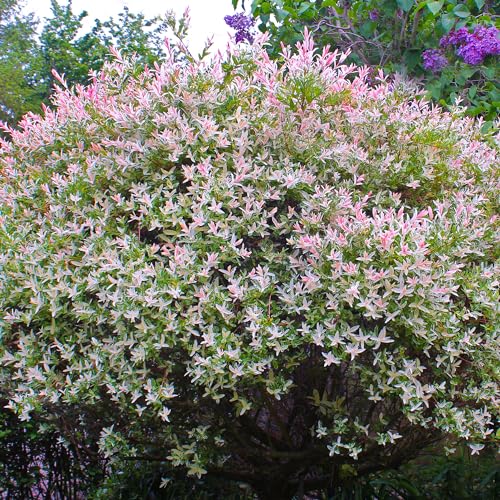 Salix Flamingo Willow Shrub - Vibrant Colorful Ornamental Garden Plant Perfect for Small Spaces Drought Tolerant (10-20cm)
