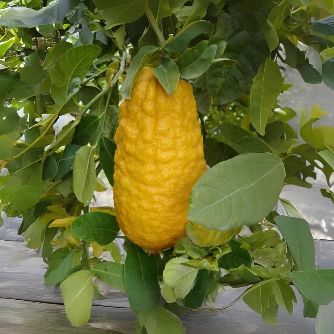 M-Tech Gardens Rare Ganapathy Lemon Plant (Etrog Citron, Hybrid) Citrus medica Exotic 3 Live Fruit Plants